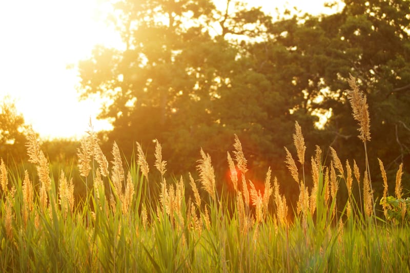 Green fields and a green tree in the summertime