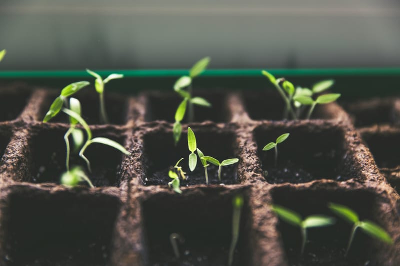 🦋 Three ways to meet new people in Garden🌻